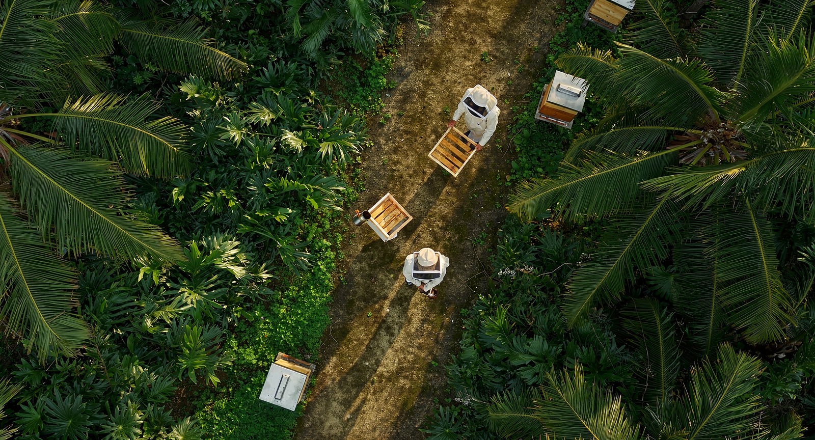 Beekeepers tending hive frames in a lush apiary garden